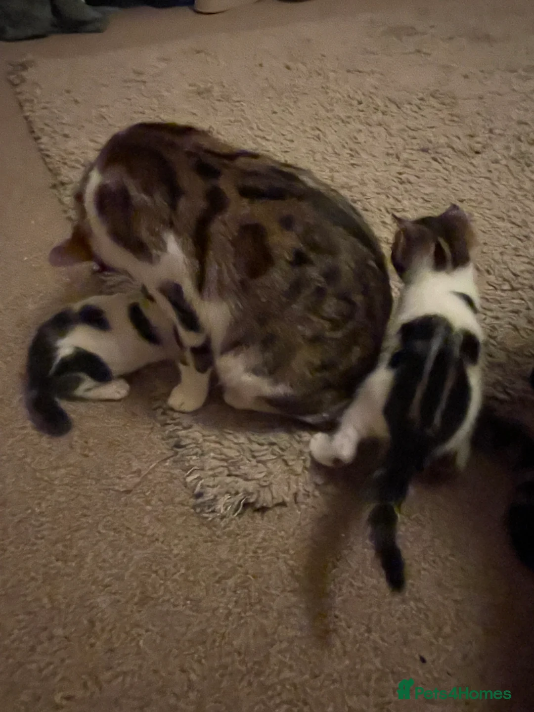 Mixed Breed cats for sale: Two beautiful spotty kittens - Advert 11