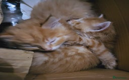 Mixed Breed cats for sale: 2 Beautiful Male Ginger Fluffy Kittens - Image 5