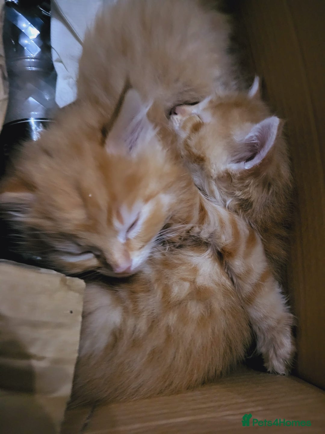 Mixed Breed cats for sale: 2 Beautiful Male Ginger Fluffy Kittens - Image 5