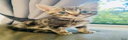 Mixed Breed cats for sale: Beautiful bengal/ khao manee kittens  in Caerphilly - Advert 5