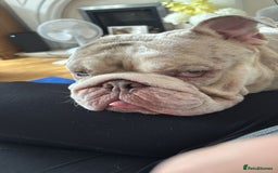 English Bulldog dogs for sale: English bulldog-Male - Image 1