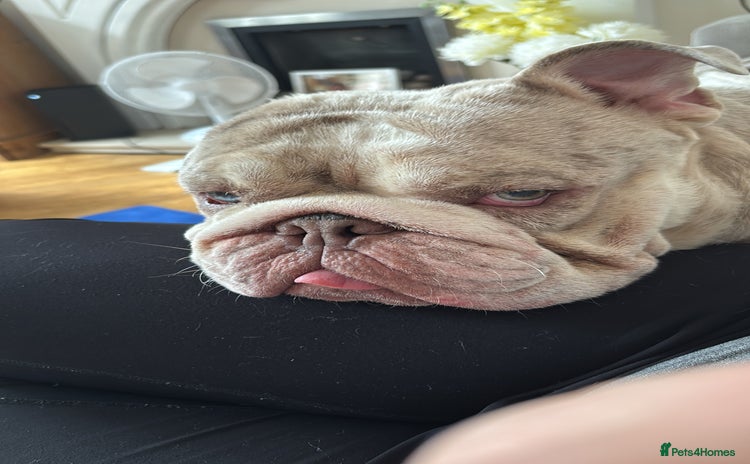English Bulldog dogs - Advert 12