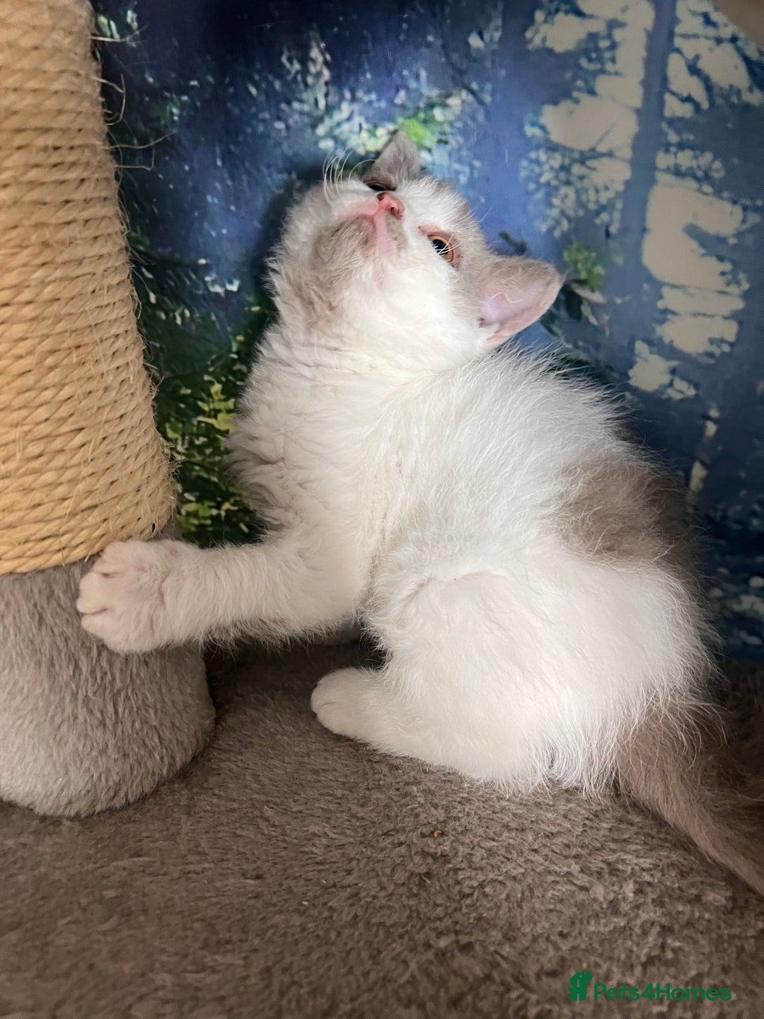 Selkirk Rex cats for sale: Gorgeous Selkirk Rex kittens - Image 16