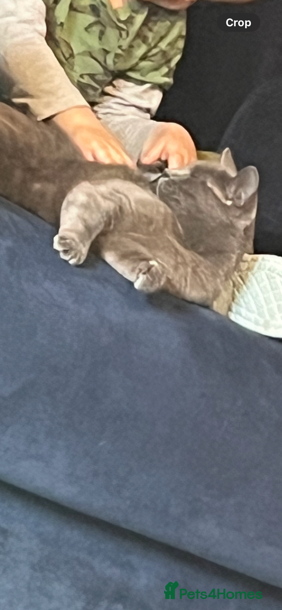 Russian Blue cats for sale: Blue Russian cat age 2 years  - Image 2