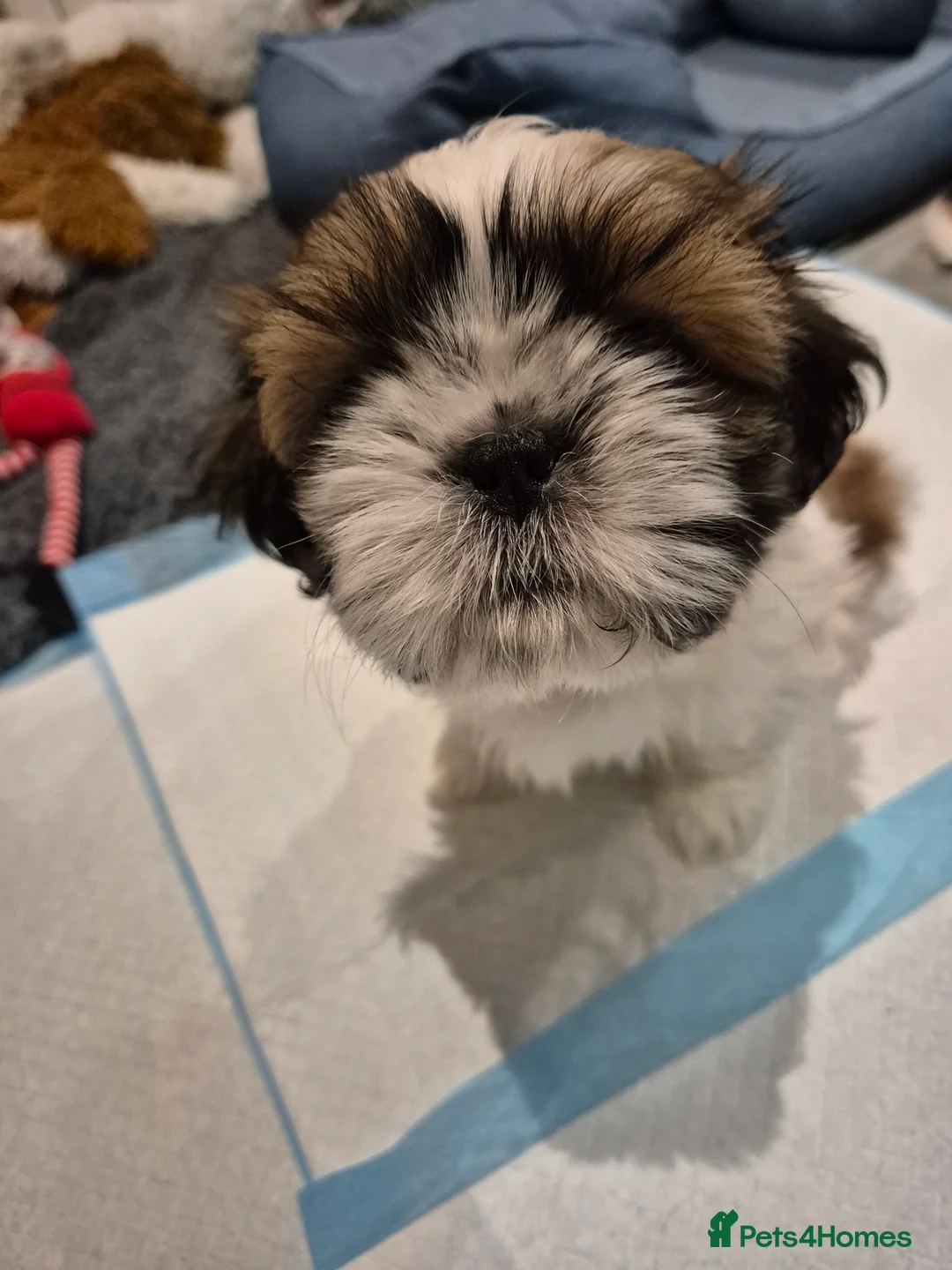 Shih Tzu dogs for sale: KC Registered Shih Tzu Puppies - Home Raised - Advert 3