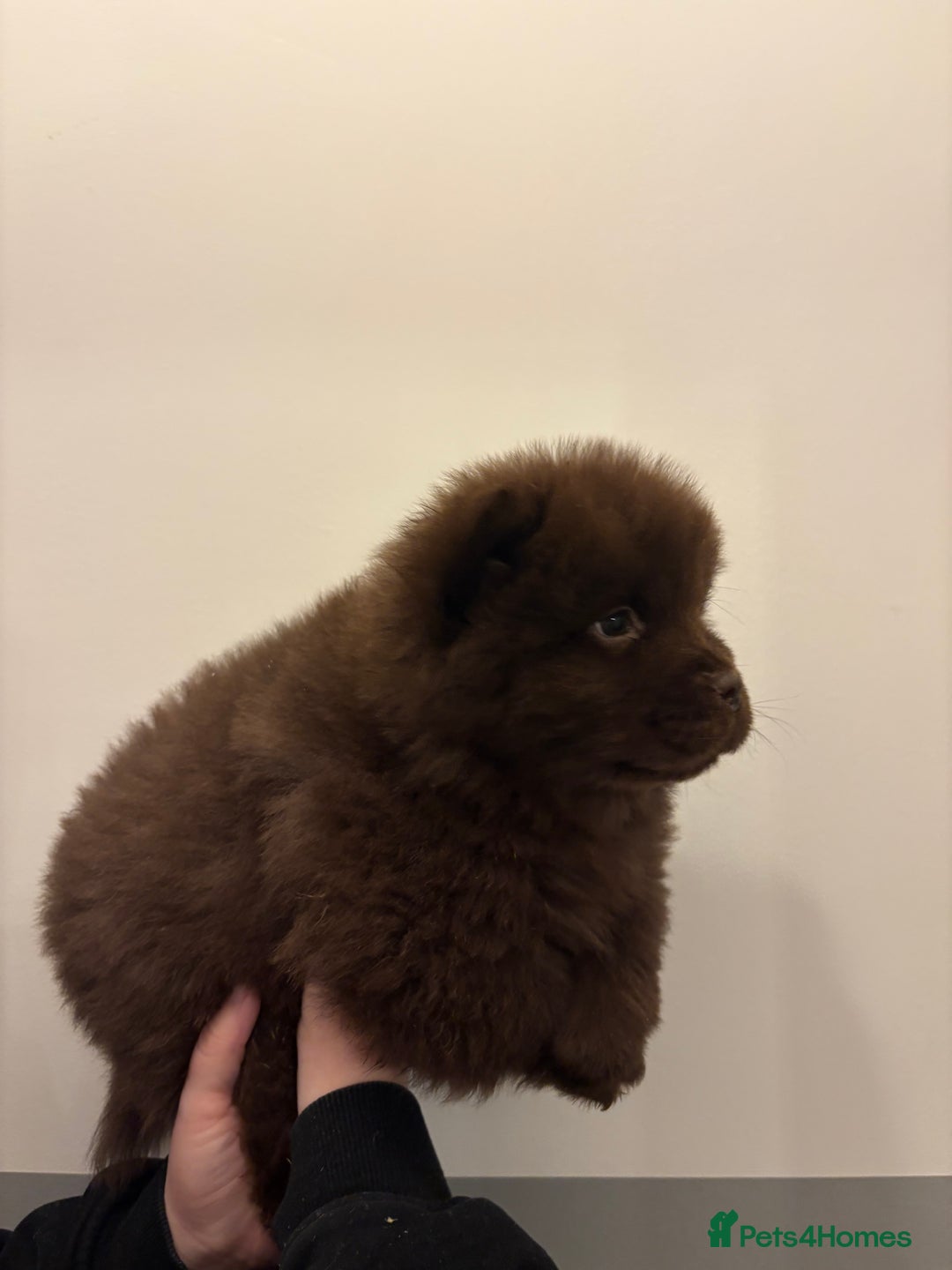 Chow Chow dogs for sale:  🐾 Exclusive Chow Chow Puppies  - Advert 27