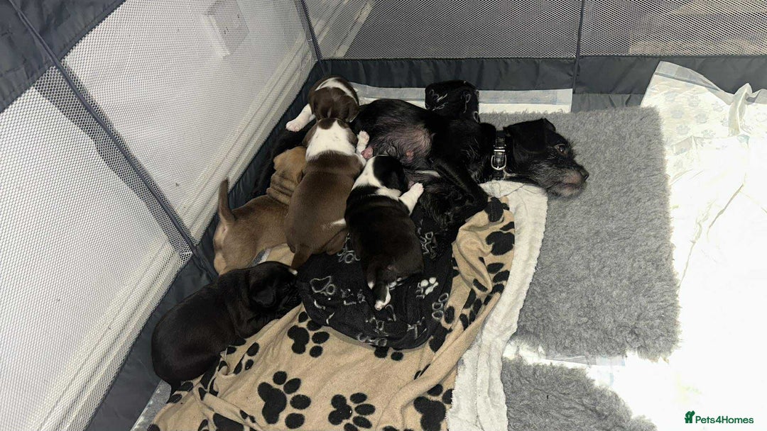 Mixed Breed dogs for sale: Only 2 beautiful girl pups left - Advert 3