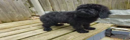 Cockapoo dogs for sale: Cockapoo F2  2x Girls Left - Advert 10