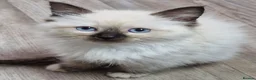 Ragdoll cats for sale: Gorgeous gccf reg Ragdoll kittens - Advert 3