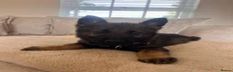 German Shepherd dogs for sale: Available now looking for there forever homes  - Advert 6