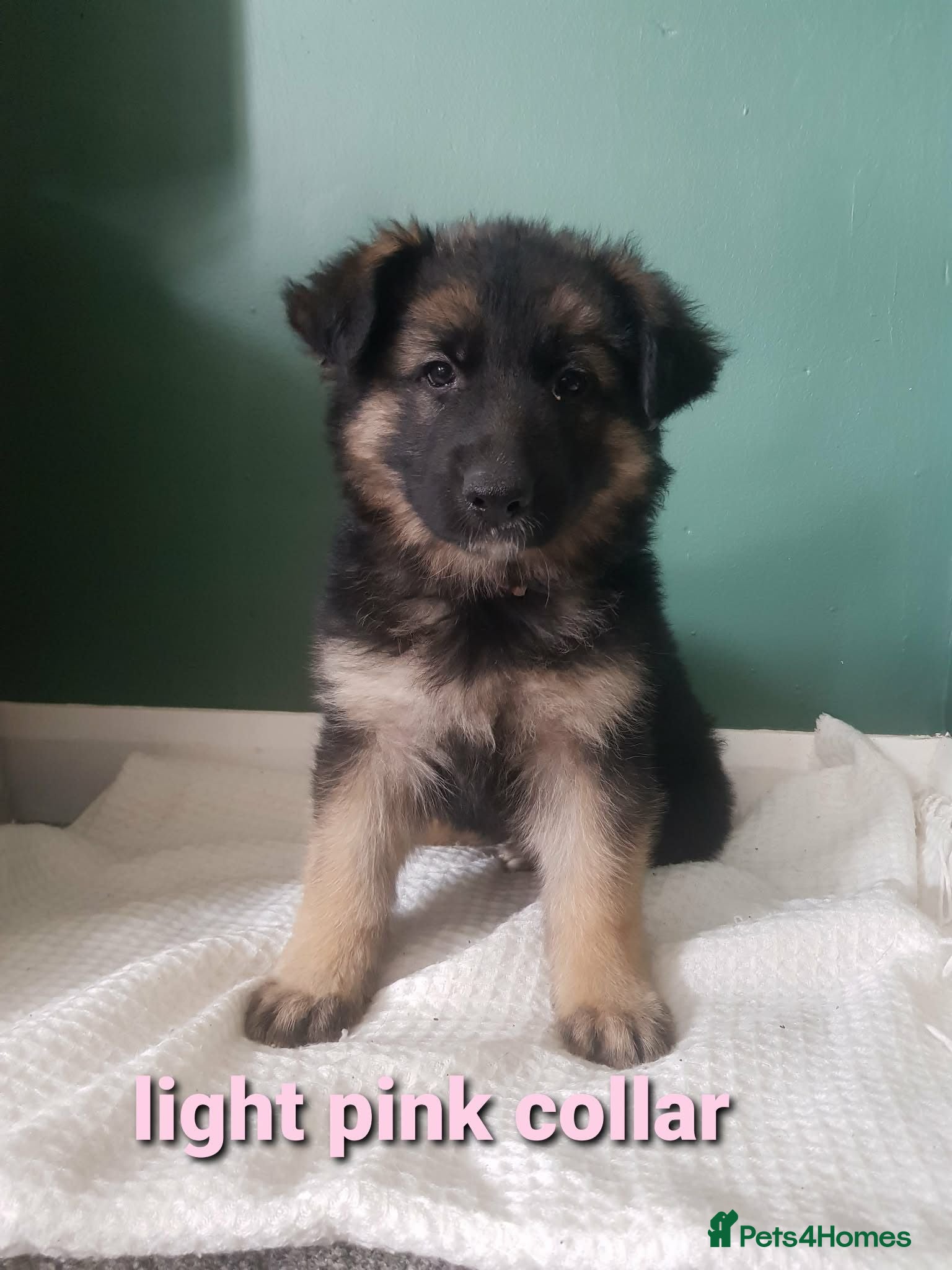 German Shepherd dogs beautiful German shepherd puppies - Advert 18