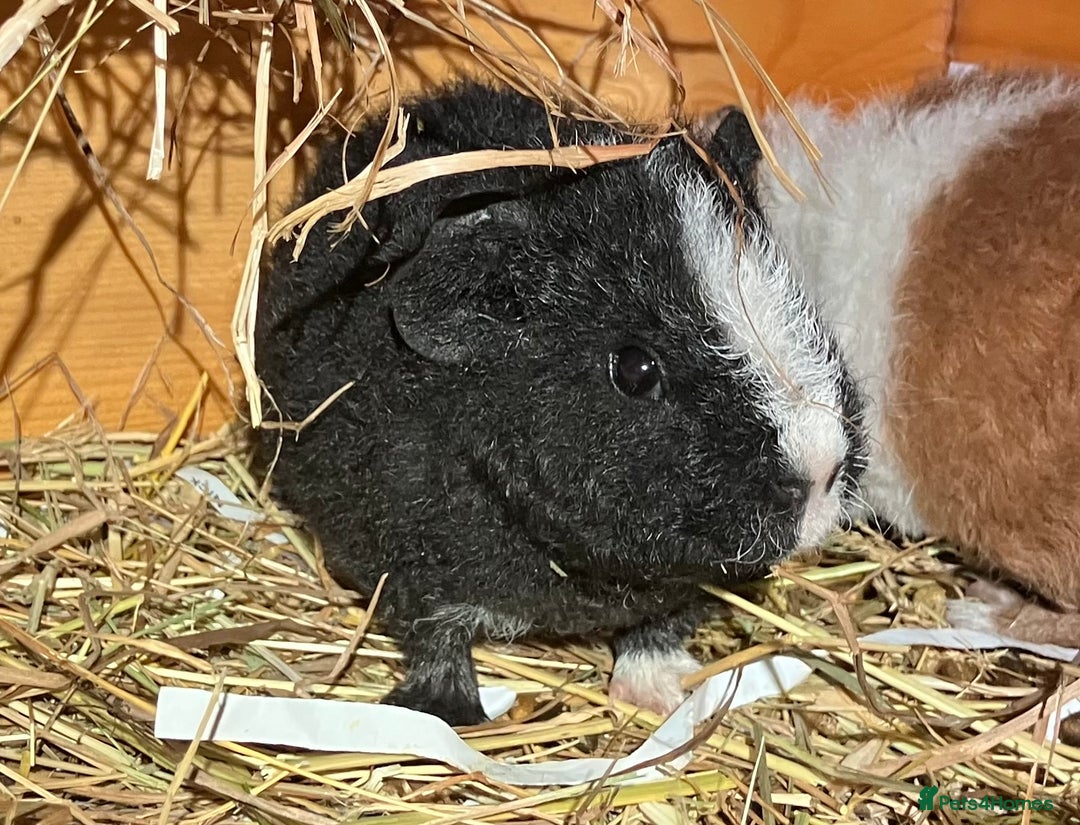 Guinea Pig rodents for sale: Trio of Teddy boys/boars/males - Image 4