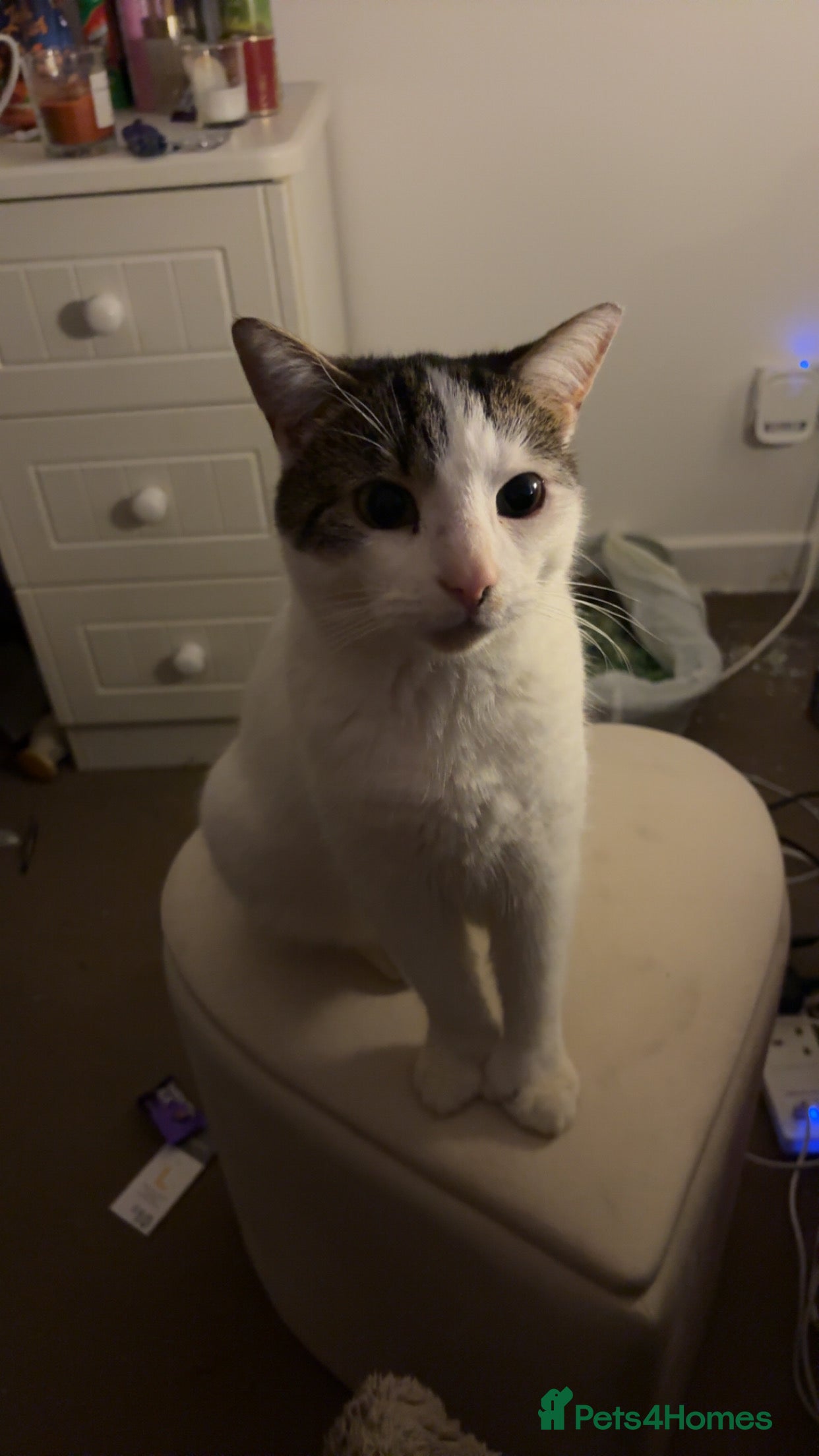 Mixed Breed cats Coco and snow  - Advert 1