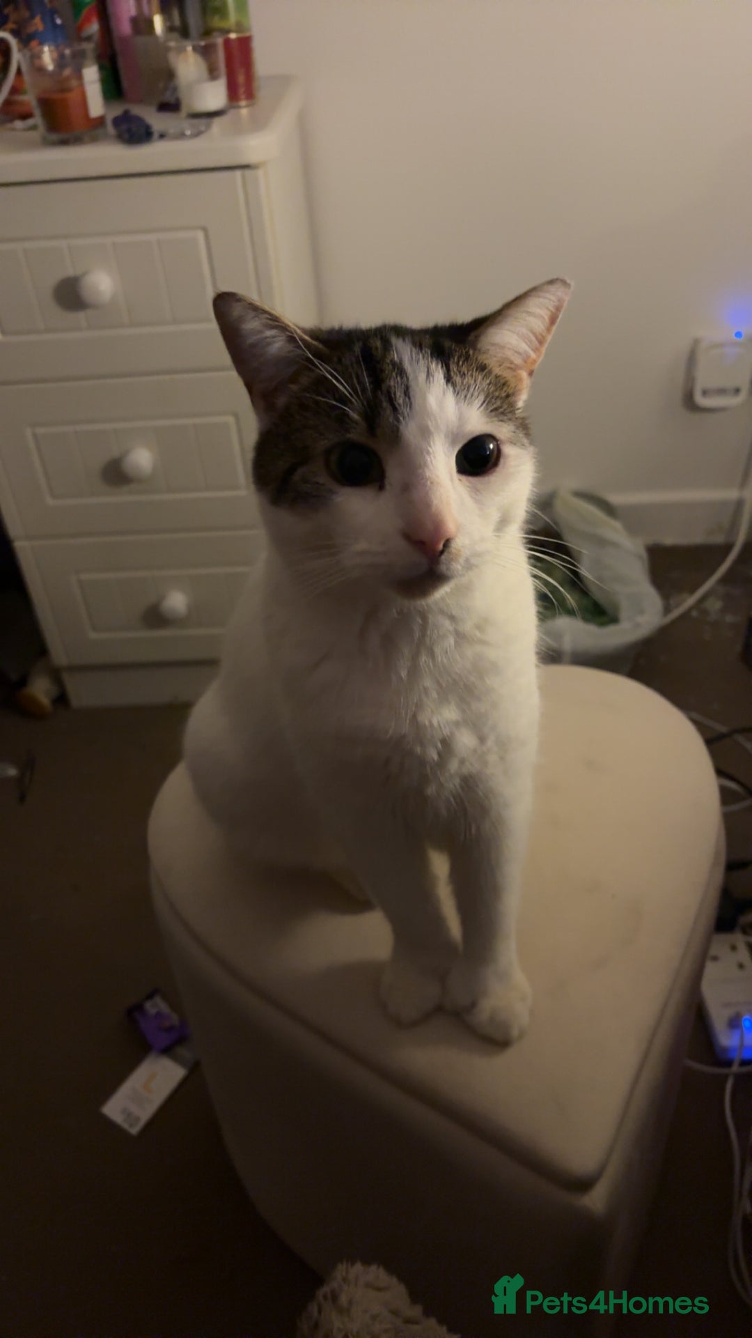 Mixed Breed cats for sale: Coco and snow  - Advert 1