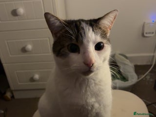 Mixed Breed cats Coco and snow - Advert 6