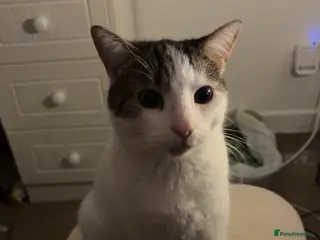 Mixed Breed cats Coco and snow - Advert 11