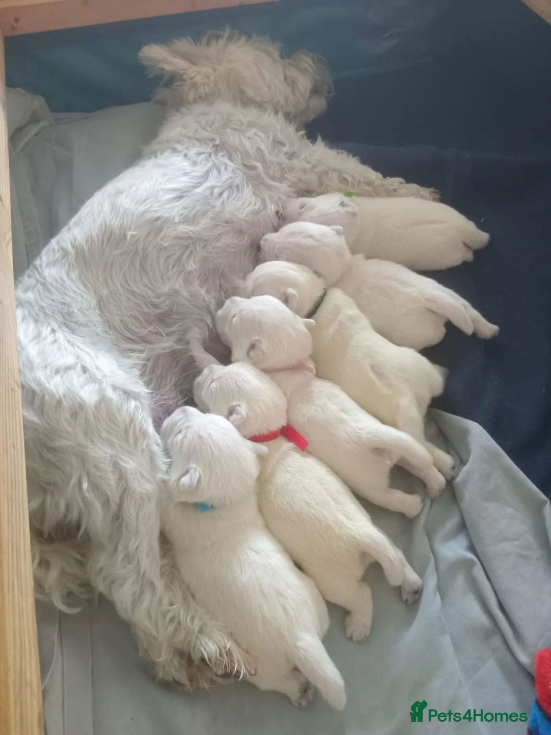 West Highland Terrier dogs for sale: West Highland Terrier (westie) puppies - Advert 2