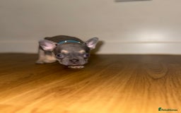 French Bulldog dogs for sale: BLUE & CREAM/TAN Isabella/pink carrying. - Image 27