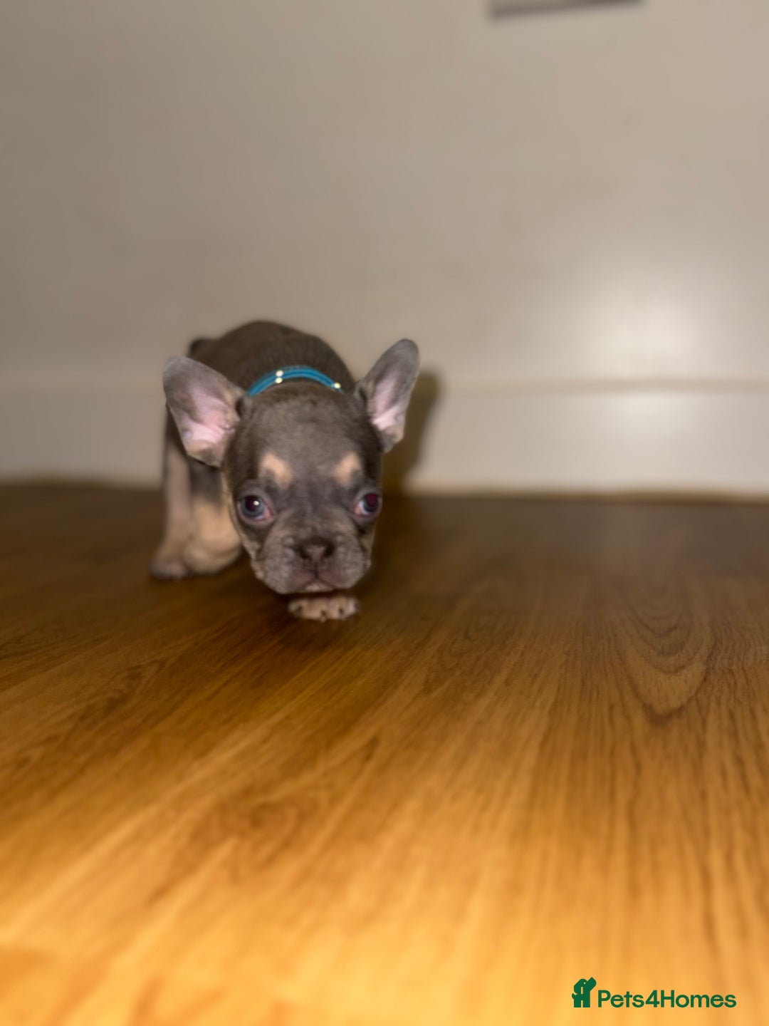 French Bulldog dogs for sale: BLUE & CREAM/TAN Isabella/pink carrying. - Image 27