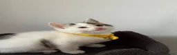 Ragcoon cats for sale: RAGCOONS ragdoll mainecoons - Advert 29