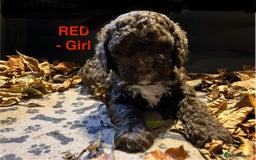 Lagotto Romagnolo dogs for sale: Stunning Litter of Pedigree Lagotto Romagnolo Pups - Image 12