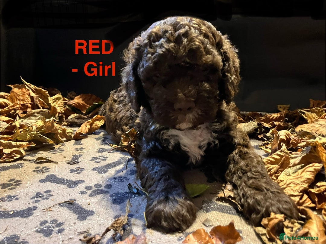Lagotto Romagnolo dogs for sale: Stunning Litter of Pedigree Lagotto Romagnolo Pups - Image 12
