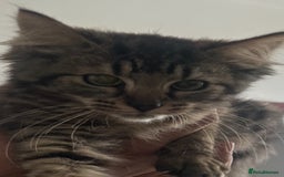 Siberian cats for sale: Fluffy little heart-stealer - Image 2