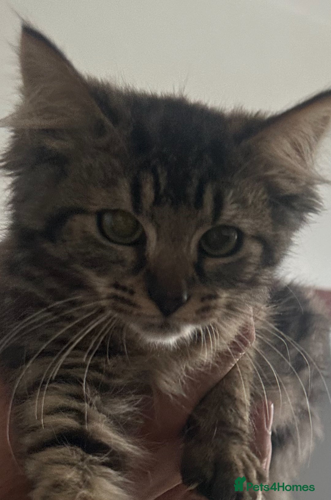 Siberian cats for sale: Fluffy little heart-stealer - Image 2
