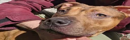 American Bully dogs for sale: AMAZING YOUNG BULLY (M/F)FOR ROYAL& LOVING HOMES.  - Advert 4
