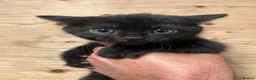 Mixed Breed cats for sale: 4 Beautiful Black female kittens - Advert 3