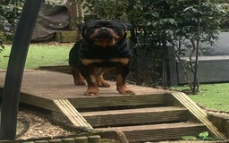 Rottweiler dogs for sale: Beautiful huge Rottweiler Puppies - Image 5