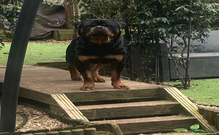 Rottweiler dogs - Advert 1