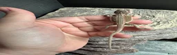Gecko reptiles for sale: Lizards for rehome  - lot to choose from  - Advert 15