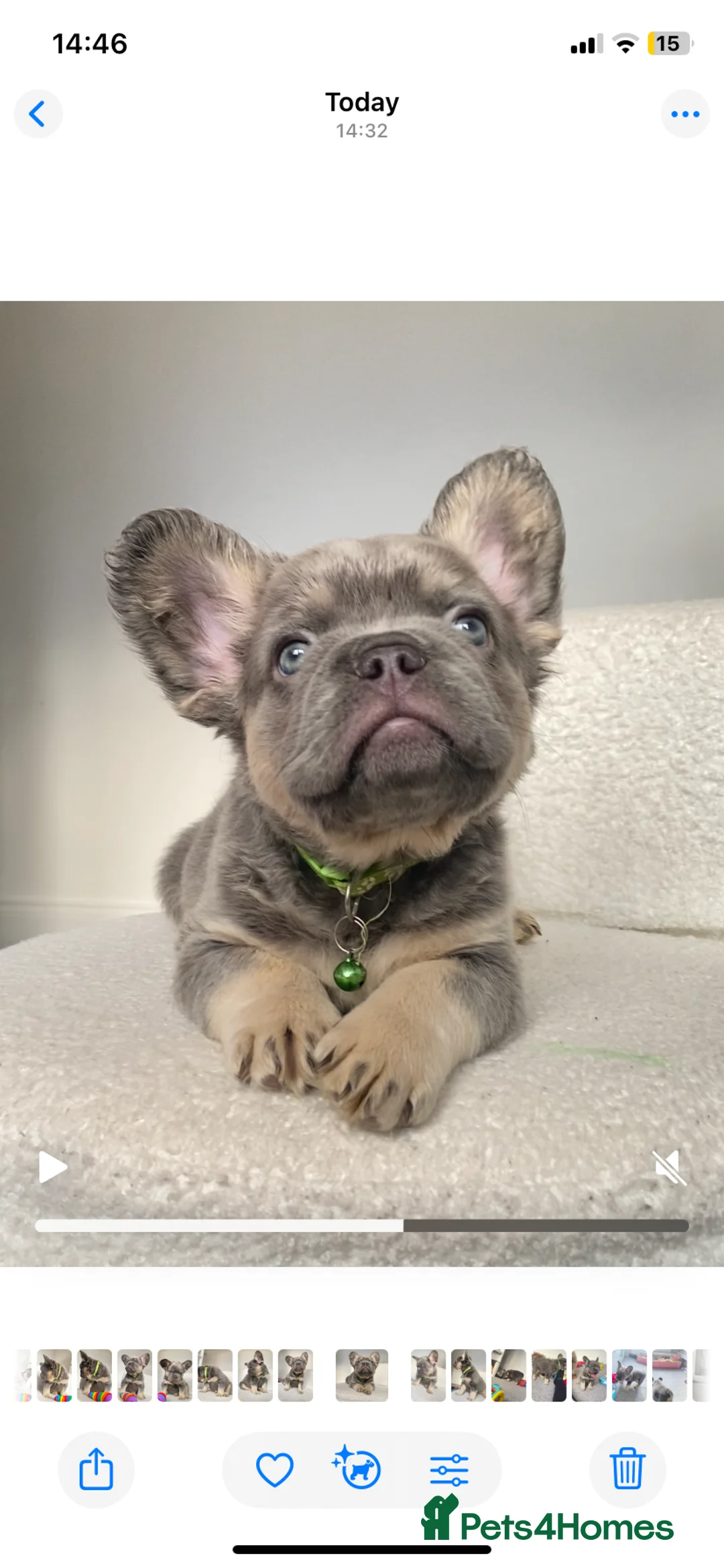 French Bulldog dogs for sale: FULL FLUFFY FRENCH BULLDOG  - Advert 6