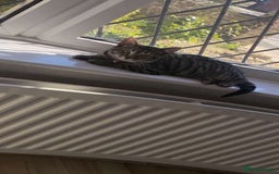 Domestic Shorthair cats for sale: Cat for rehoming  - Image 1