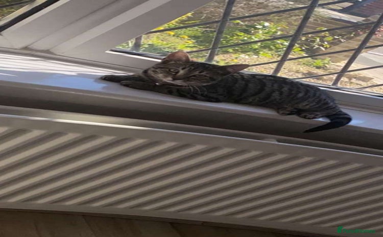 Domestic Shorthair cats - Advert 4