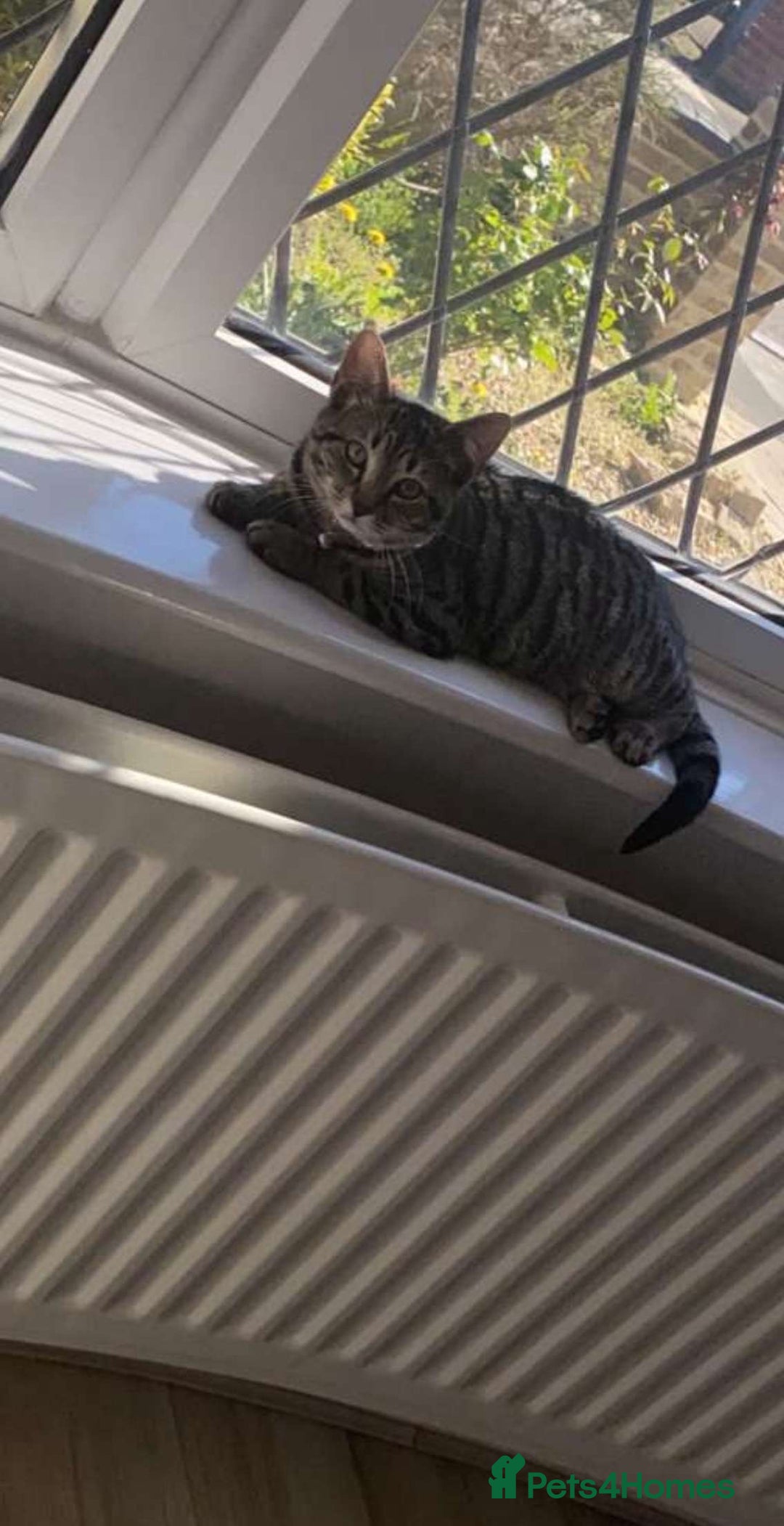 Domestic Shorthair cats for sale: Cat for rehoming  - Image 1