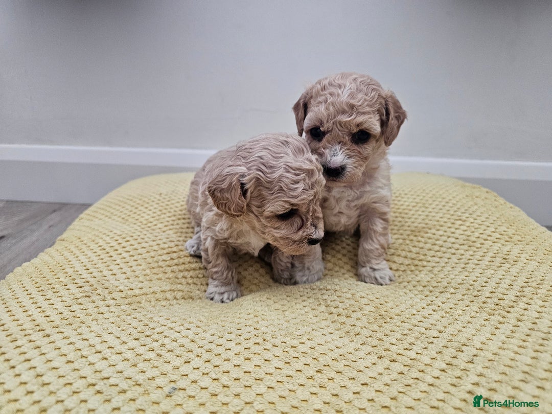 Maltipoo dogs for sale: 3 fabulous teddybear Maltipoo girls  - Image 8