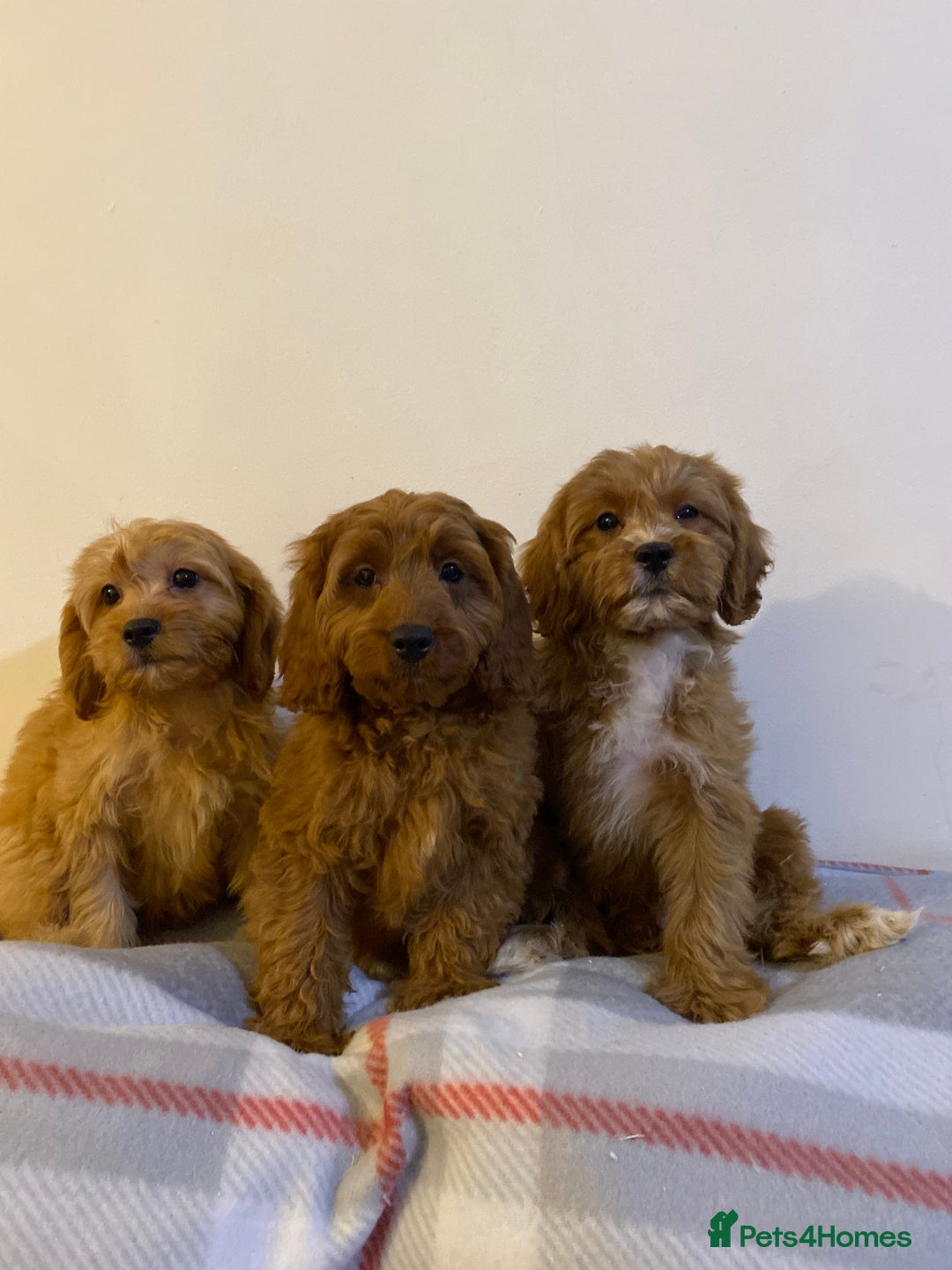 Cavapoo dogs for sale: Beautiful Cavapoo Puppies Available  - Advert 9