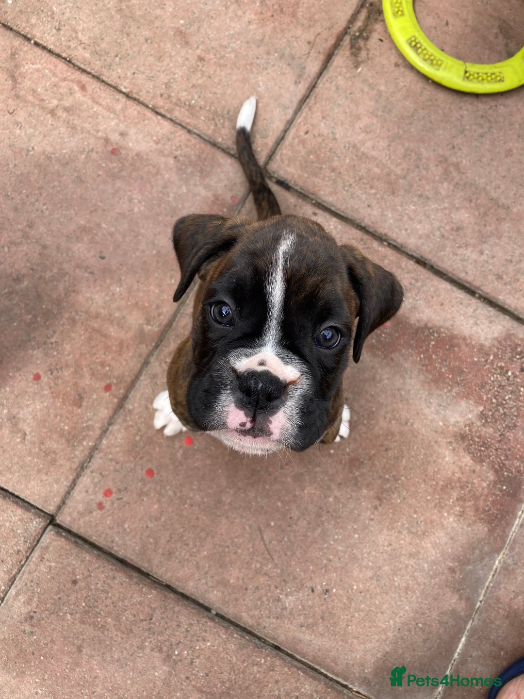 Boxer dogs for sale: Boxers 2 bitches - Image 10