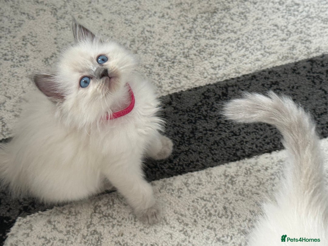 Ragdoll cats for sale: Stunning bluepoint Ragdoll kittens - Image 11