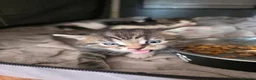 Maine Coon cats for sale: Maine coon Cross - Advert 13