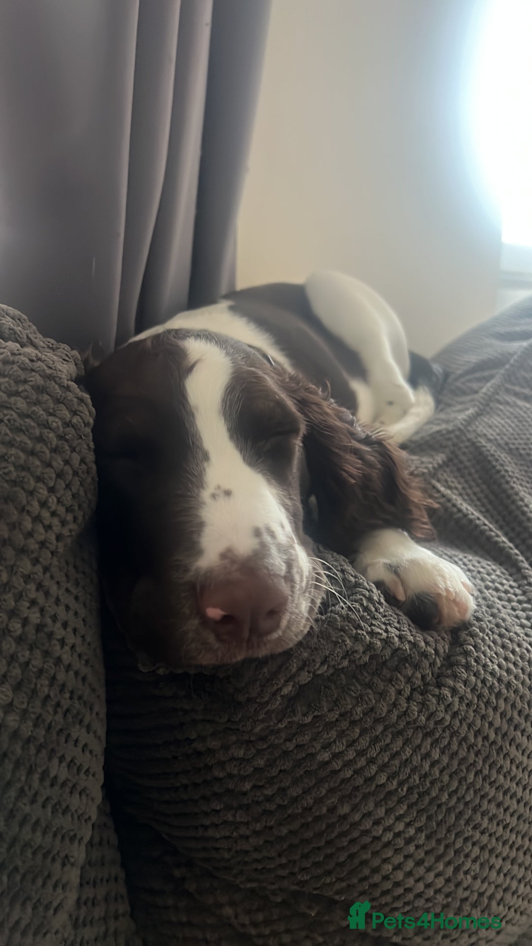 English Springer Spaniel dogs for sale: Male springer spaniel  - Advert 10