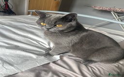Brazilian Shorthair cats for sale: Loving female British short hair cat - Image 2