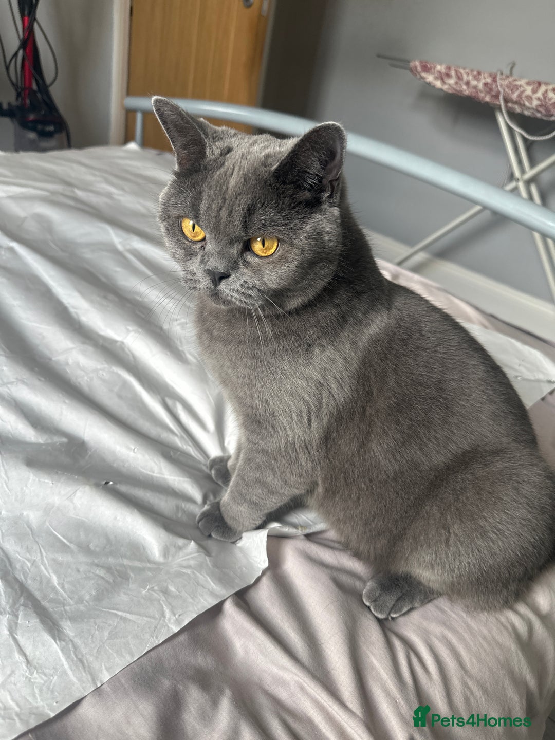Brazilian Shorthair cats for sale: Loving female British short hair cat - Image 2