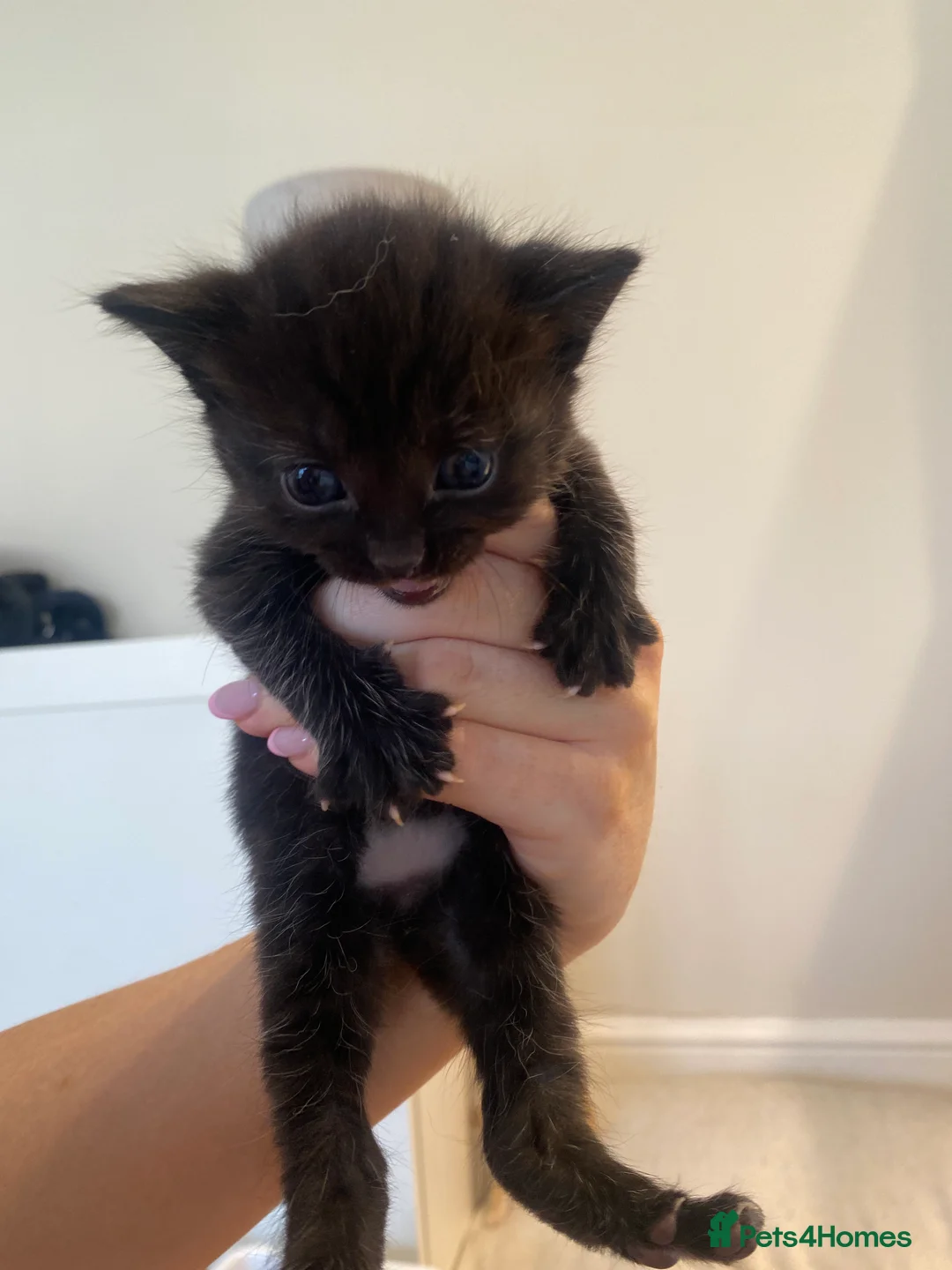 British Shorthair cats for sale: 5 kittens for sale - Advert 2