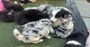 Australian Shepherd dogs - Advert 4