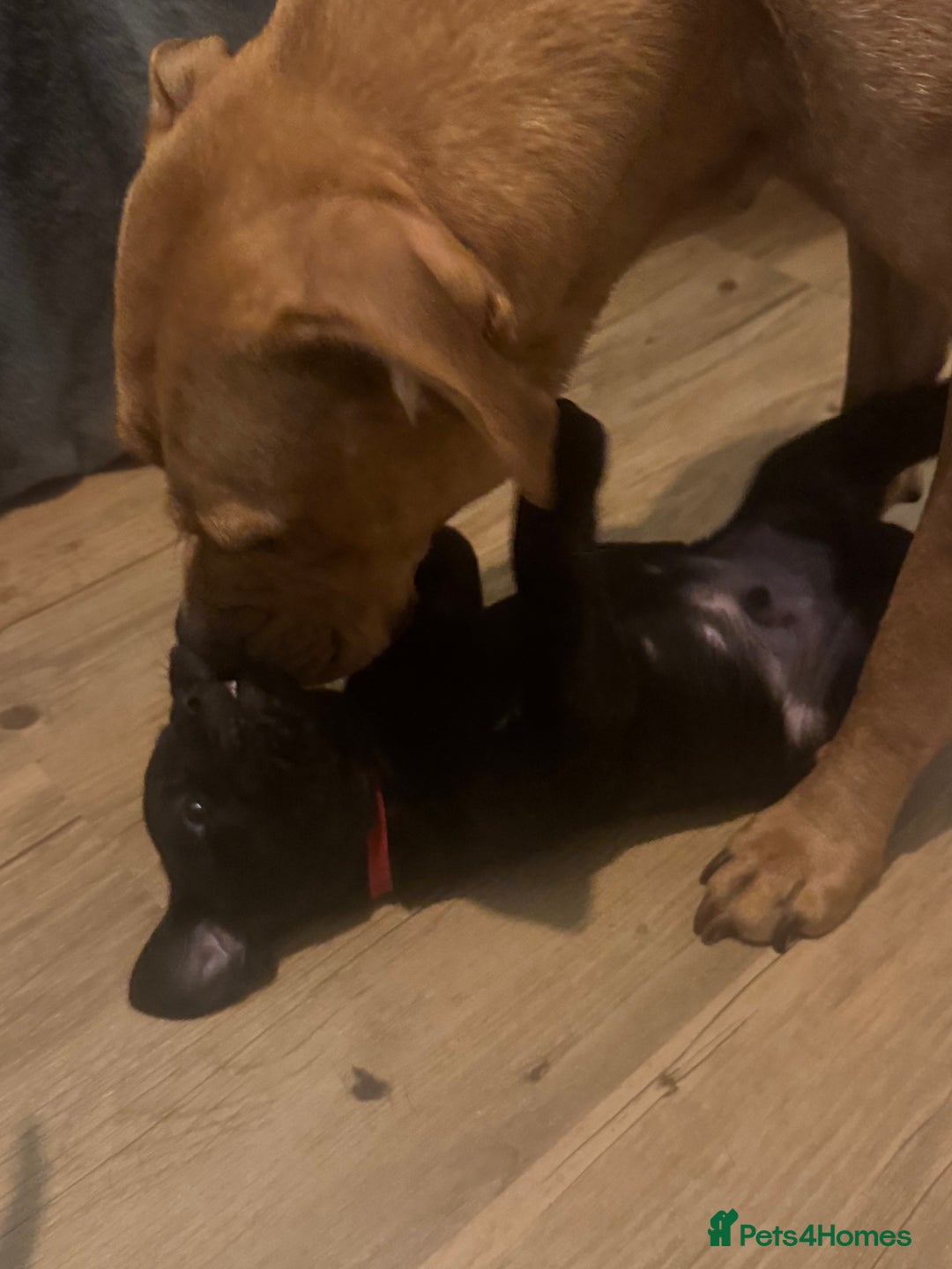 Mixed Breed dogs for sale: Beautiful Labrador cross puppies🐶 - Image 15