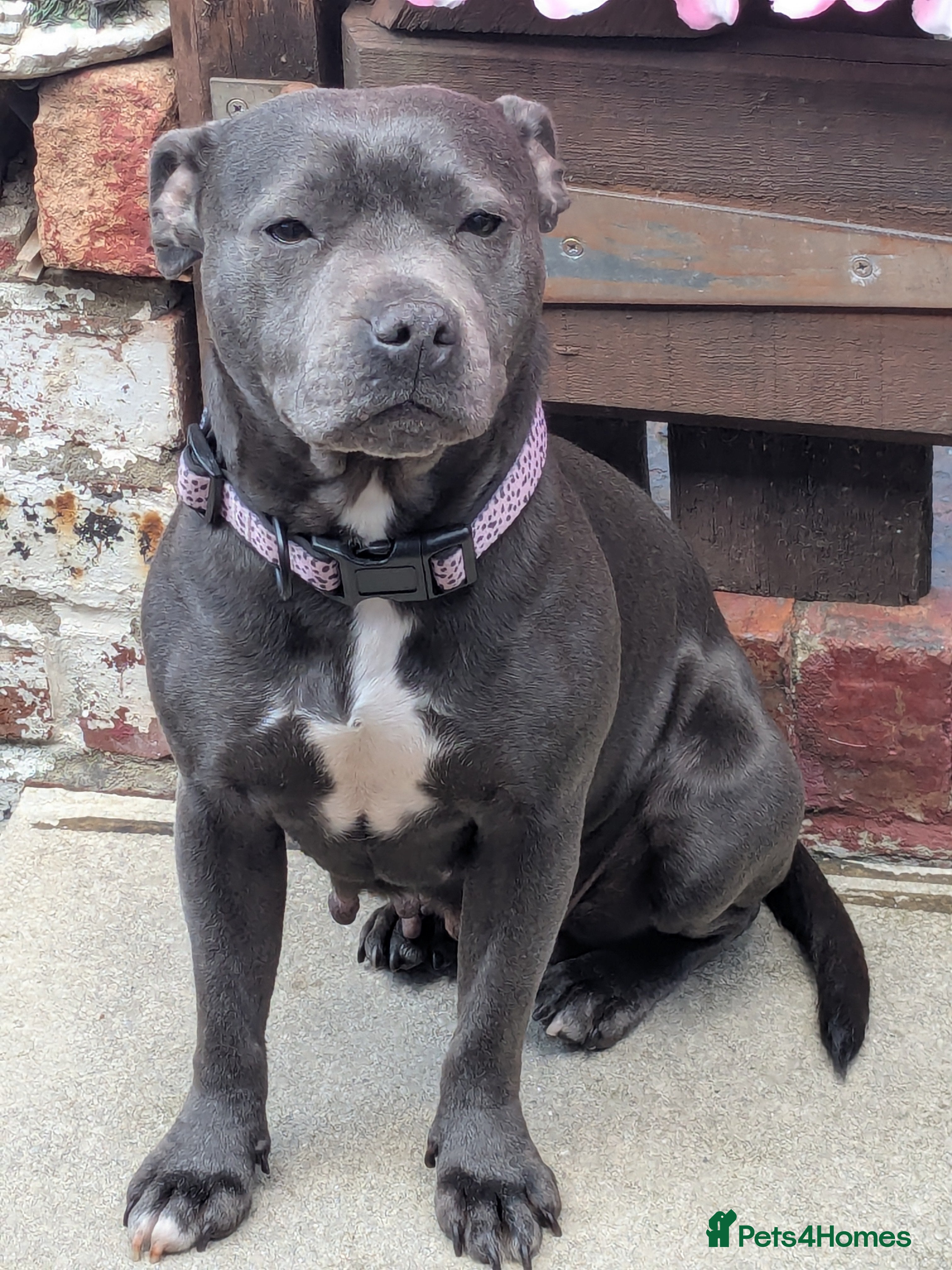 Staffordshire Bull Terrier dogs Gorgeous blu - Advert 16