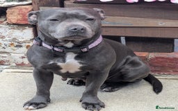 Staffordshire Bull Terrier dogs for sale: Gorgeous blu - Image 1